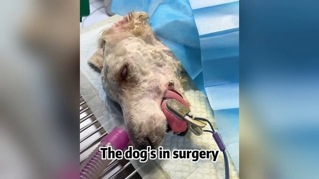 A stray dog with a broken leg was found by the river, covered in Stachys byzantina，Looks so pitiful смотреть онлайн