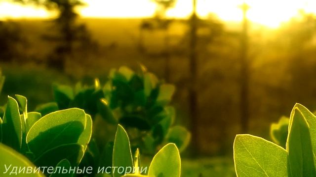 Главврач уволил фельдшера скорой за спасение уличной собаки. Но главный сюрприз ждал всех впереди.. смотреть онлайн