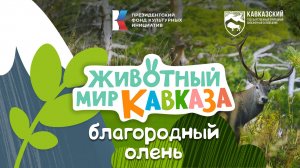 Животный мир Кавказа - Благородный олень