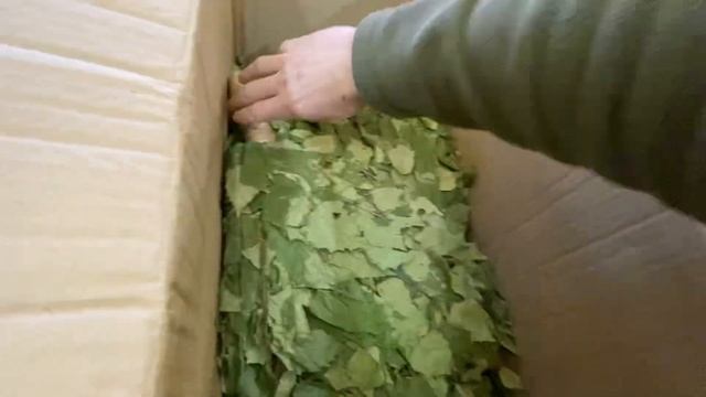 Венички!!! От Повелитель Пара!!! смотреть онлайн