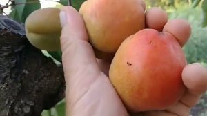 Абрикос Харкот. Apricot Harcot. Солодкий сорт з високою морозостійкістю