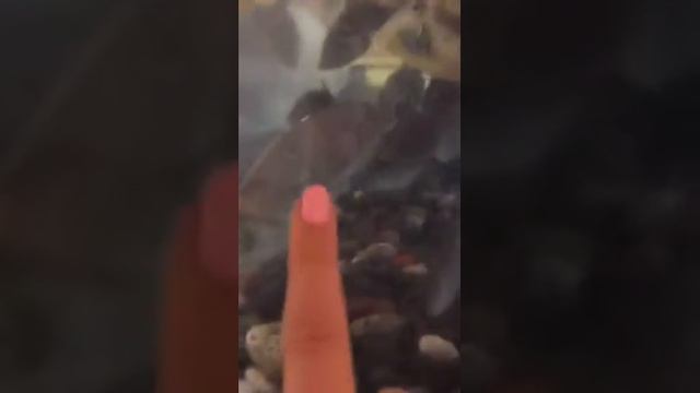 njsh Тролли для вас рыба Фугу смотреть онлайн