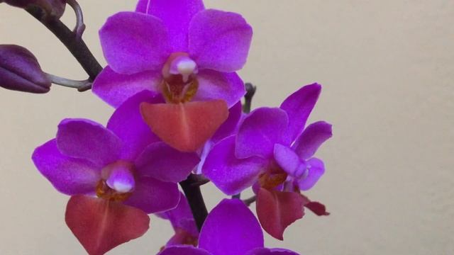 Завоз орхидей в Экофлору 26 августа 2020 г. Дасти Бель, Эквестрис, Льюис Пинк..))) смотреть онлайн