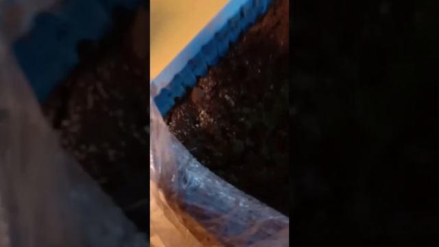 Пробую вырастить лимон из косточки часть 5 смотреть онлайн