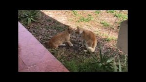 Коты дерутся