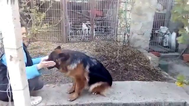 Жасминка, 10 месяцев, задание № 2 - тач (в стадии отработки), Второй Марафон по дрессировке смотреть онлайн