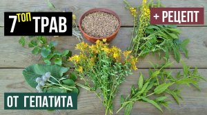 ТОП 7 эффективных трав для лечения гепатита. Лекарственные растения для здоровья печени