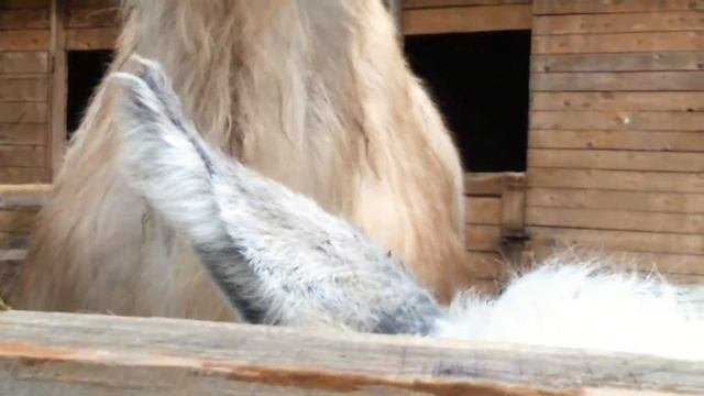 Верблюд для съёмки /8(916)702-11-08/ Верблюд на праздник
