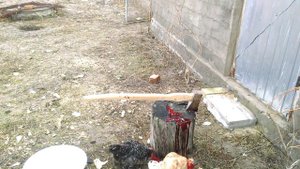 Рубим утку топором. Cut off the duck head with an ax.