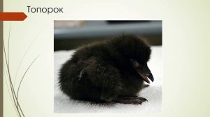 Птицы и их птенцы