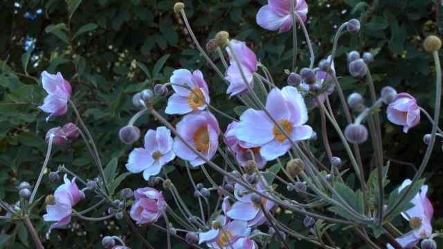 BMPCC & Sony 18 70mm Macro смотреть онлайн