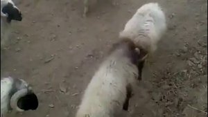 бой баранов