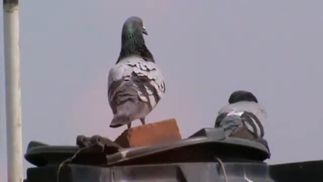 1800*DIGITAL ZOOM FROM SONY DCR-SX21E смотреть онлайн