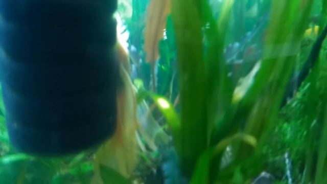 Советы начинающим аквариумистам!Ошибки начинающих аквариумистов. смотреть онлайн