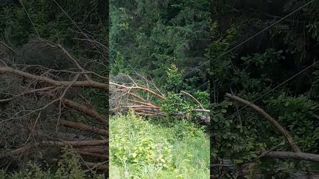 Дорога Вінниця-Житомер-Київ впало дерево на провода десять тисяс вольт,другі сутки  лежить