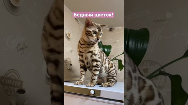 Бенгальский кот и цветок смотреть онлайн