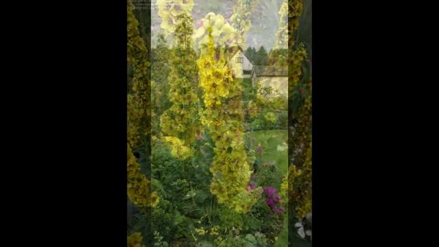 КОРОВЯК,  или  Цельзия  VERBASCUM   (CELSIA)  сем. Норичниковые смотреть онлайн