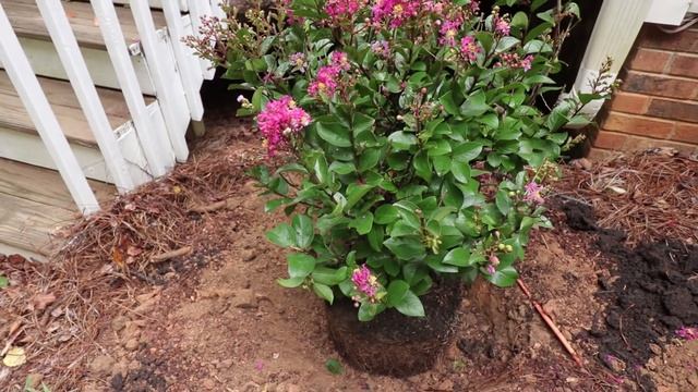How to Plant a Crape Myrtle (Planting Root Bound Trees) смотреть онлайн
