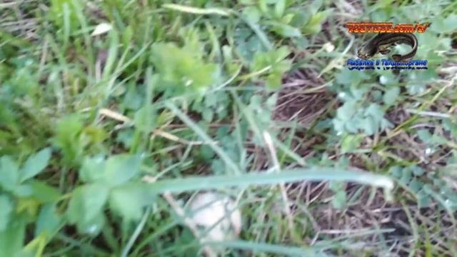 Грибы Казахстана. Белый казахстанский, сининожка, за грибами, 27.04.19. 1-я часть. смотреть онлайн