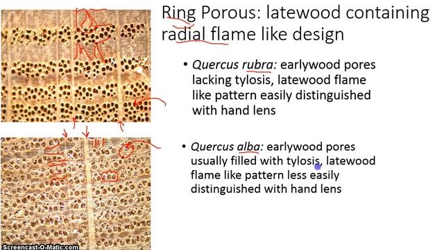 Quercus rubra and alba Lumber ID Comparison смотреть онлайн