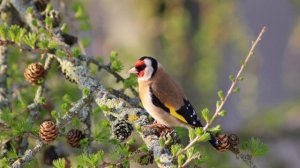 Красивое пение щегла. Singing goldfinch. آواز خواندن فنچ #goldfinch #щегол cardellino chì canta