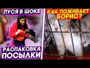 Распаковка посылки из Германии. Везем Хасю на капельницы. Белку стерилизуем