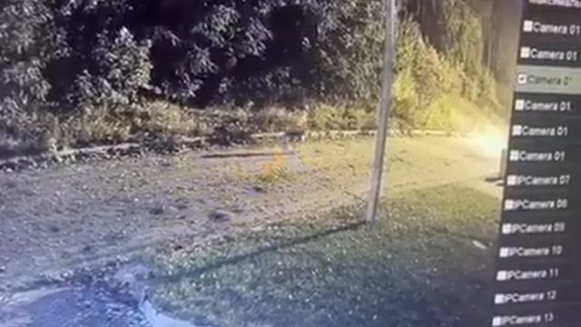 На волков не похоже: кто загрыз собак в Романовичах и как на ситуацию отреагировали местные власти? смотреть онлайн