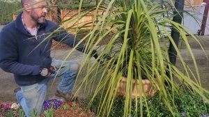 ? Cordyline Care | Cordyline Plant - SGD 351 ?