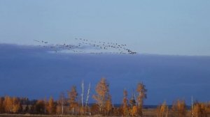 Птицы к югу летят. Исполняет автор стихов и музыки Николай Саллас
