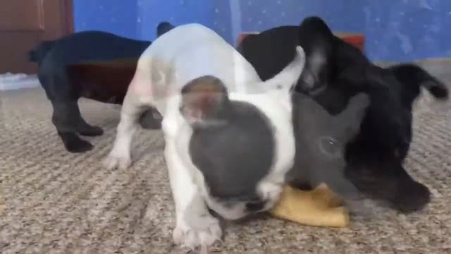 Отзыв GLS Invest смотреть онлайн