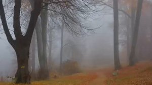 Павло Дворський - Почуття