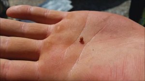 Рождение дождевого червя. Выход червя из кокона