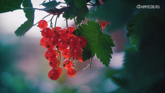 Рыбы: их суть и астропсихологический портрет смотреть онлайн