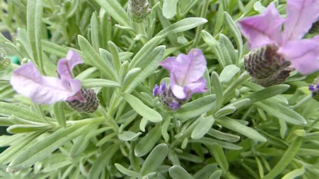 French Lavender - Lavandula - Lofnarblóm - Sumarblóm - Ilmandi jurt смотреть онлайн