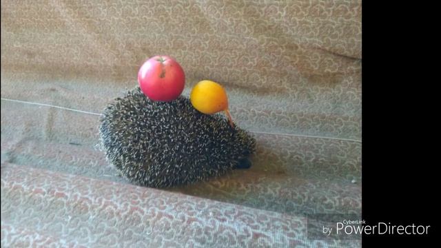 Разнообразие природы смотреть онлайн