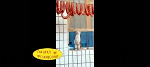 Смешное про животных. Скала Джонсон одобряет на 02:40 ???