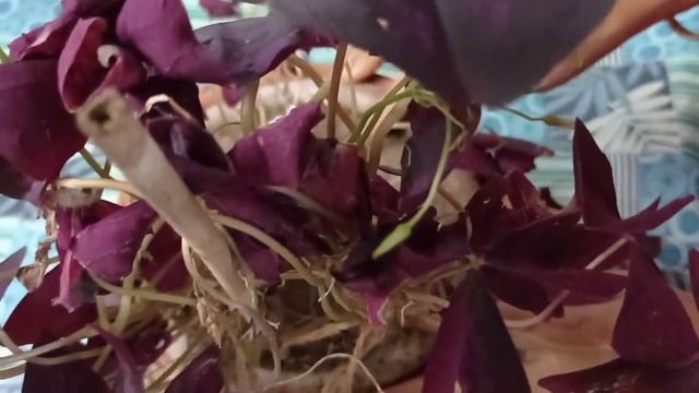 Oxalis Triangularis/Care and Propagation/@Gardening and Craft With Moumita смотреть онлайн