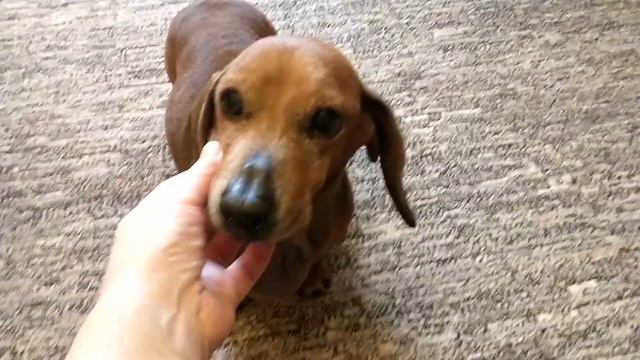 В мире домашних животных... смотреть онлайн