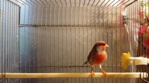 Кенар агат красный мозаик