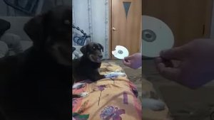 Собака накосячила. Съел диск.