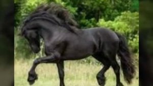 Фризская лошадь. Читать описание.