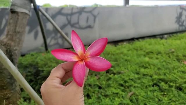 Frangipani /Plumeria rubra,  The best Tropical Flowering Tree / The Balinese Flowers  🌸