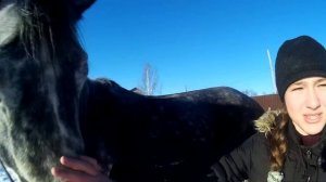 Орловский рысак/О лошади, породе, масти