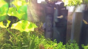 Aquael Shrimp Set 10 литров