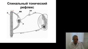Нормальная физиология 5.Регуляция движений и тонуса скелетных мышц. Механизмы поддержания равновесия
