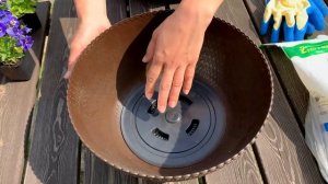 ВИОЛА Посадка в Кашпо