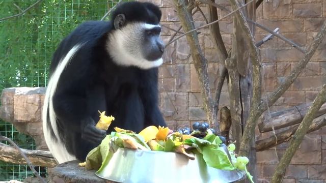 Колобус смотреть онлайн