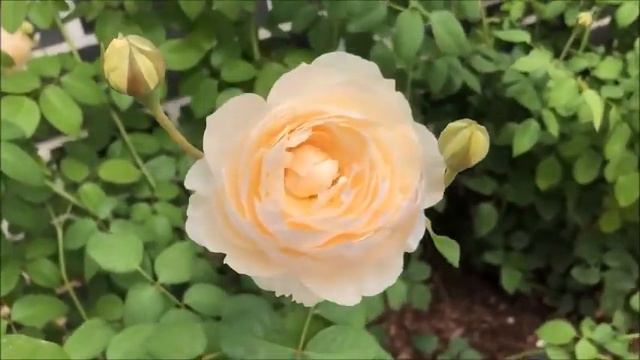 Dvorák, Humoresque ~ Itzhak Perlman & Yo Yo Ma 🎻..★*ღ¨*:•♫♥ ♫ смотреть онлайн