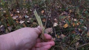 Лекарственные травы. Плаун булавовидный.