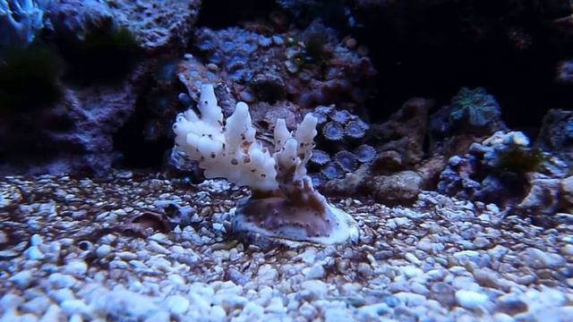 Dieing Green Polyp Acropora смотреть онлайн